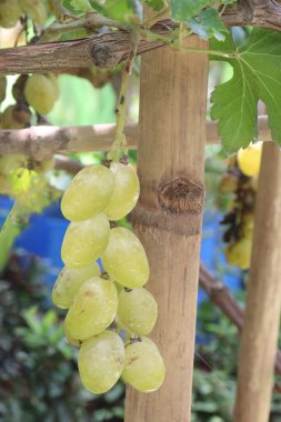 Hasat için çiftlikteki ağaçtaki üzümler nakit mahsullerdir. Potasyum, manganez, B, C, K vitaminleri de dahil olmak üzere kemik sağlığı için gerekli olan birçok minerali içerir.