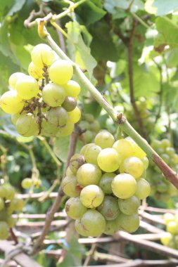 Hasat için çiftlikteki ağaçtaki üzümler nakit mahsullerdir. Potasyum, manganez, B, C, K vitaminleri de dahil olmak üzere kemik sağlığı için gerekli olan birçok minerali içerir.