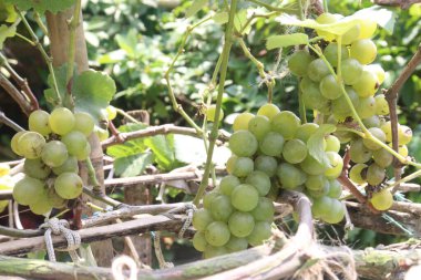 Hasat için çiftlikteki ağaçtaki üzümler nakit mahsullerdir. Potasyum, manganez, B, C, K vitaminleri de dahil olmak üzere kemik sağlığı için gerekli olan birçok minerali içerir.
