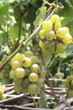Hasat için çiftlikteki ağaçtaki üzümler nakit mahsullerdir. Potasyum, manganez, B, C, K vitaminleri de dahil olmak üzere kemik sağlığı için gerekli olan birçok minerali içerir.