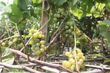 Hasat için çiftlikteki ağaçtaki üzümler nakit mahsullerdir. Potasyum, manganez, B, C, K vitaminleri de dahil olmak üzere kemik sağlığı için gerekli olan birçok minerali içerir.