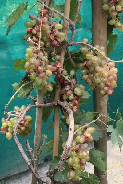 stock image Grapes on tree in farm for harvest are cash crops.contain many minerals necessary for bone health including potassium, manganese, vitamins B, C, K