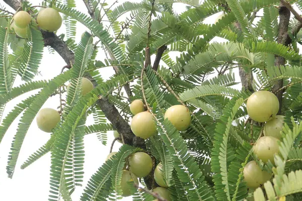 stock image Indian gooseberry on tree in farm for sell are cash crops. have High vitamin C, several flavonoids, fiber. helps the body recover from illness. improved memory, dissolves in the body, absorbs sugar