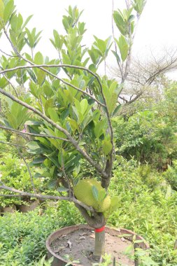 Çiftlikteki meyveler nakit mahsuller. Yüksek tansiyonu, kalp hastalıklarını, felçleri, kemik kaybını azaltır. Jack Tree 'nin meyvesi Artocarpus Heterofillus, Dut ve Ekmek Meyvesi Ailesi.