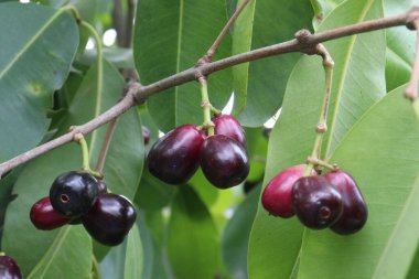 Çiftlikteki ağaçtaki Java Plum nakit mahsulüdür. besin maddeleri, vitaminler, mineraller, diyet lifleri, antioksidanlar, oksidatifle mücadeleye yardımcı olan antioksidanlar, kronik hastalıkların riskini azaltır.