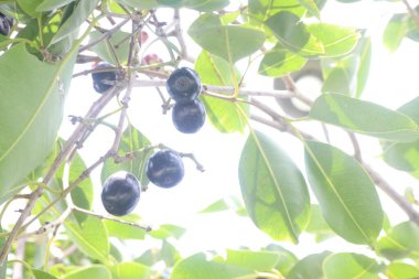 Çiftlikteki ağaçtaki Java Plum nakit mahsulüdür. besin maddeleri, vitaminler, mineraller, diyet lifleri, antioksidanlar, oksidatifle mücadeleye yardımcı olan antioksidanlar, kronik hastalıkların riskini azaltır.