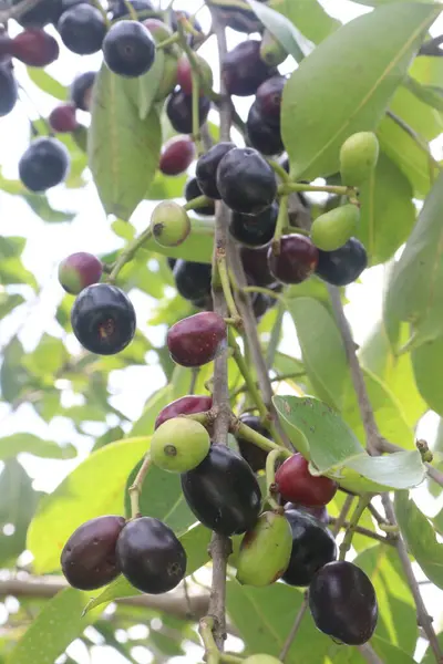 stock image Java Plum on tree in farm for harvest are cash crops. have nutrients, vitamins, minerals, dietary fiber, Antioxidant, antioxidants, which help combat oxidative, reduce the risk of chronic diseases