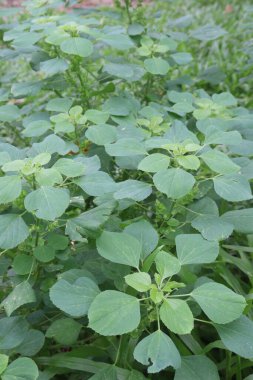 Ormandaki Acalypha indica bitkisinin antelmintic, anti-inflamasyon, anti bakteriyel, kanser, anti diyabet, anti-hiperlipidemik, obezite, anti-zehir, hepatoprotatif, hipoksi, yaraları iyileştiren ilaçlar var.