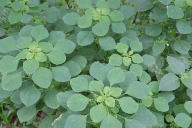 Ormandaki Acalypha indica bitkisinin antelmintic, anti-inflamasyon, anti bakteriyel, kanser, anti diyabet, anti-hiperlipidemik, obezite, anti-zehir, hepatoprotatif, hipoksi, yaraları iyileştiren ilaçlar var.