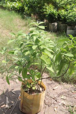 Kreşteki Allamanda Blanchetii bitkisi satılık nakit mahsulleri. Antienflamatuar, antioksidan, anti mantar, antibakteriyel, müshil. Hava temizleyebilir, apse, mantar, ülser, egzama tedavi edebilir.