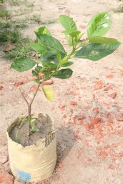 Kreşteki Allamanda sarmaşığı bitkisi satılık nakit mahsuller. Antienflamatuar, antioksidan, anti mantar, antibakteriyel, müshil. Hava temizleyebilir, apse, mantar, ülser, egzama tedavi edebilir.