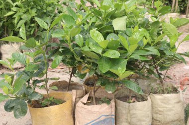 Kreşteki Allamanda sarmaşığı bitkisi satılık nakit mahsuller. Antienflamatuar, antioksidan, anti mantar, antibakteriyel, müshil. Hava temizleyebilir, apse, mantar, ülser, egzama tedavi edebilir.