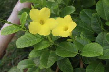 Kreşteki Allamanda sarmaşığı bitkisi satılık nakit mahsuller. Antienflamatuar, antioksidan, anti mantar, antibakteriyel, müshil. Hava temizleyebilir, apse, mantar, ülser, egzama tedavi edebilir.