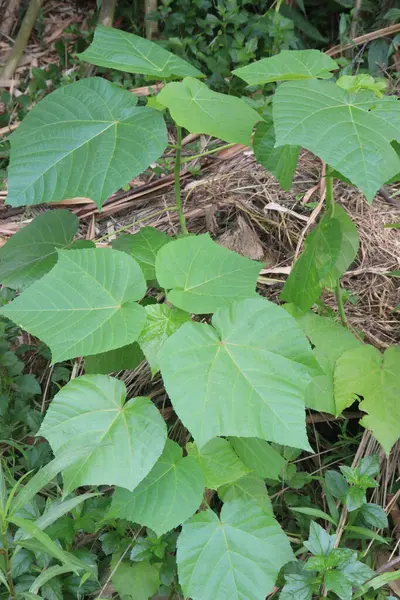 stock image Abroma augusta plant on farm for sell are cash crop. it can treat absence of menstrual periods. also treat sleeping disorders, rheumatism, fever and abnormal vaginal discharges