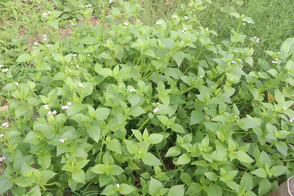 stock image Ageratum conyzoides plant on jungle its medicinal plant. The paste of leaves possesses antiseptic, wound healing properties. Its application in the form of poultice helps in faster recovery of wounds