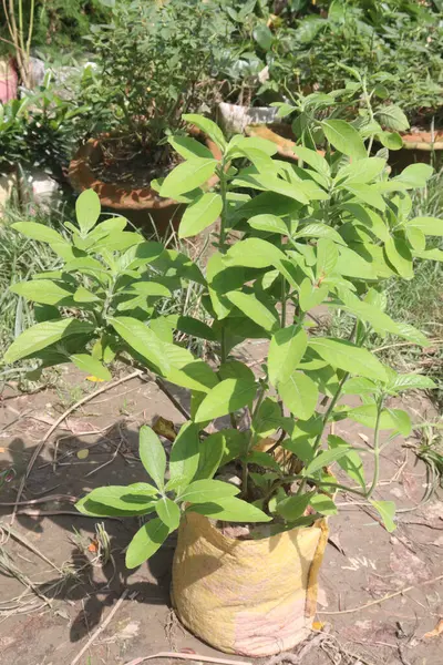 stock image Allamanda blanchetii flower plant on nursery for sell are cash crops. have anti-inflammatory, antioxidant, antifungal, antibacterial, laxative. can Air purify, treat abscesses, ringworm, ulcers,eczema