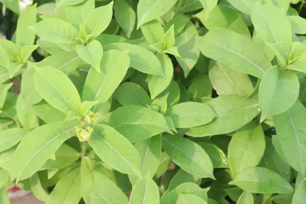 stock image Allamanda blanchetii flower plant on nursery for sell are cash crops. have anti-inflammatory, antioxidant, antifungal, antibacterial, laxative. can Air purify, treat abscesses, ringworm, ulcers,eczema