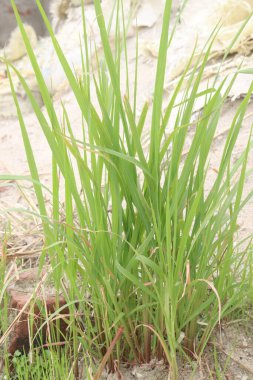 andropogon bicornis plant on forest. small trees and shrubs tend to settle in these contours, consequently increasing ecosystem services supporting food and cropping systems clipart