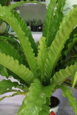 Asplenium nidus çiftliğinde nakit ürünler satılır. Güçlü hava arıtma özelliklerine sahip olduğu için çok iyi bir bitki yetiştirir ve astım ve ağız kokusunun tedavisine yardımcı olabilir.