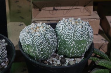 astrophytum asterias v cactus plant on nursery for sell are cash crops clipart