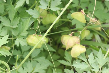 Balloon vine plant on jungle its medicinal plant. treat fever, colds, renal edema, urinary tract infections. Pounded leaves used as external wash against skin eruptions, eczema, poultice for swellings clipart