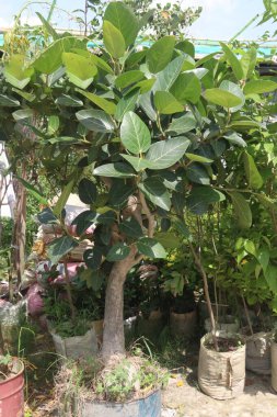 Köyün yolundaki banyan ağacı birçok tıbbi amaç için kullanıldı. Ağaç kabuğu, yapraklar hem ağrı kesici, hem de iltihap önleyici özellikler, yanma hissi, ülser ve acı verici deri hastalıklarını tedavi eder.