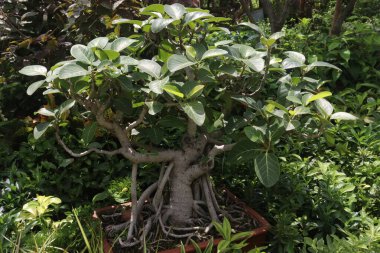 Çocuk odasındaki banyan Bonsai ağacı hasat için nakit mahsuldür.