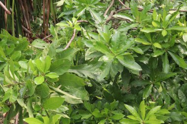 Barringtonia acutangula plant on garden for gardening are cash crops. treat hemolytic disease, abdominal colic, lumbar pain, syphilis, blennorrhoea, febrifuge, malarial, diabetes clipart