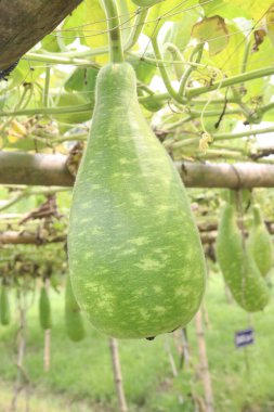 Çiftlikte satılacak şişe kabağı nakit mahsuldür. Ateş, öksürük, ağrı, astım. İçinde mineraller, kalsiyum, magnezyum, demir, çinko, vitamin B, C, K, besin, sebze, sağlıklı bağırsak mikrobiyomu bulunur.