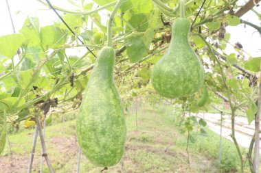 Çiftlikte satılacak şişe kabağı nakit mahsuldür. Ateş, öksürük, ağrı, astım. İçinde mineraller, kalsiyum, magnezyum, demir, çinko, vitamin B, C, K, besin, sebze, sağlıklı bağırsak mikrobiyomu bulunur.