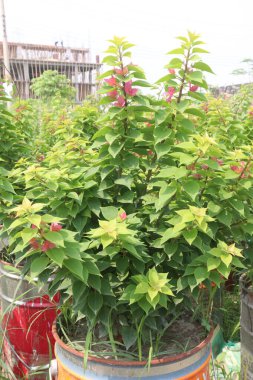 Bougainvillea spektabilis 'in antikanser, antidiyabetik, hepatotoksik, antienflamatuar, antihiperlipidemik, antimikrobik, antioksidan gibi tıbbi değerleri vardır.
