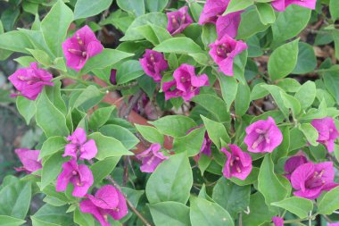 Bougainvillea spektabilis 'in antikanser, antidiyabetik, hepatotoksik, antienflamatuar, antihiperlipidemik, antimikrobik, antioksidan gibi tıbbi değerleri vardır.