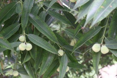 Çiftlikteki Seylan demir ağacı bitkisi. Süs ağacı olarak yetiştirilir. Ayurvedik ilaç sisteminde bu bitki ateş, migren, kusma ve idrar yolu enfeksiyonlarını tedavi etmek için kullanılır.