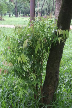 Çiftlikteki Seylan demir ağacı bitkisi. Süs ağacı olarak yetiştirilir. Ayurvedik ilaç sisteminde bu bitki ateş, migren, kusma ve idrar yolu enfeksiyonlarını tedavi etmek için kullanılır.