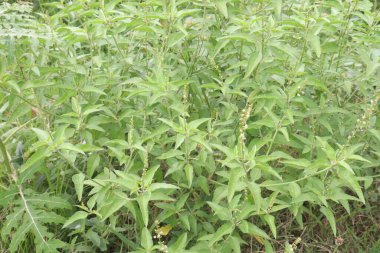 Croton bonplandianum antiseptik, antispazmotik, antispazmlı, uyarıcı, stomachik ve hafif tonik soğuk algınlığı, grip, hafif ateşli hastalıklar, hazımsızlık, acı verici adet görme.