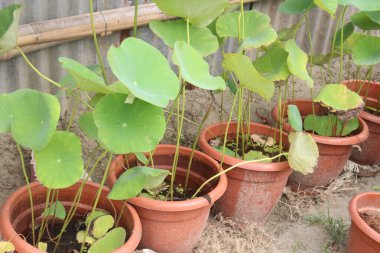 Kreşteki Nelumbo Nucifera fabrikası satılık. Nakit ürünler. İltihap, kanser, idrar söktürücü, deri hastalıkları ve uykusuzluk, çarpıntı, kronik ishal gibi birçok hastalığın tedavisi