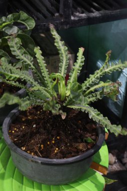 Pogostemon Helferi eğreltiotu fidanlığı satışı için nakit mahsuldür. Ayrıca farklı akvaryumlarda bulunan tanklardaki suya da çok daha kolay uyum sağlarlar.
