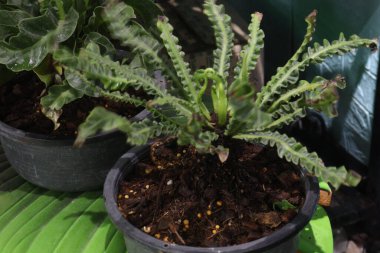 Pogostemon Helferi eğreltiotu fidanlığı satışı için nakit mahsuldür. Ayrıca farklı akvaryumlarda bulunan tanklardaki suya da çok daha kolay uyum sağlarlar.