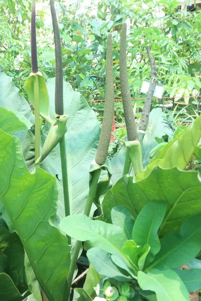 stock image Anthurium schlechtendalii plant on nursery for sell are cash crops. is a broad-leaved plant. treat muscle sprains, treat joint sprains. treat back pain, treat arthritis