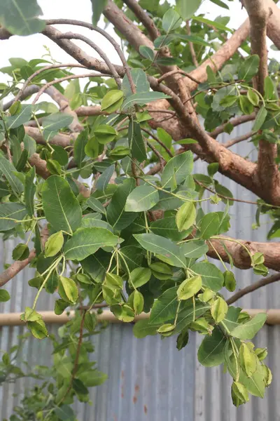 Stock image Arjun plant with fruit on farm for medicinal purpose. It might also have effects that lower cholesterol and blood pressure