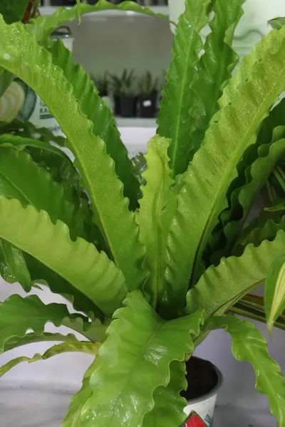 stock image Asplenium nidus on farm for sell are cash crops it can very good houseplant as it has strong air purification qualities and can help treat asthma & halitosis