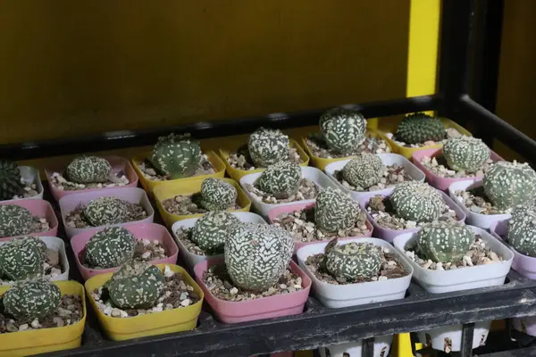 stock image astrophytum asterias v cactus plant on nursery for sell are cash crops