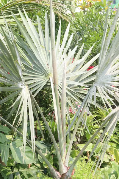 stock image Bismarck palm plant on nursery for sell are cash crops