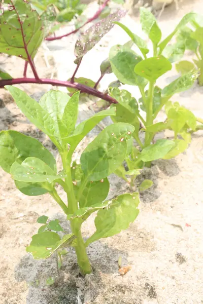 stock image Malabar spinach on farm for harvesting are cash crops.have iron besides calcium, Vitamin A, magnesium, protein, ample amounts, phosphorus, potassium besides, B complex vitamins, Vitamin B6