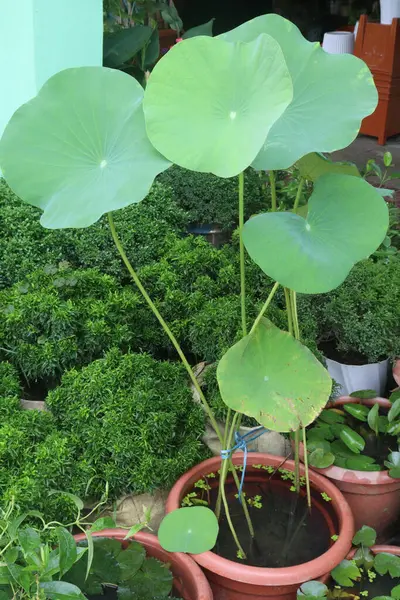 Stock image Nelumbo nucifera plant on nursery for sell are cash crops. treat of inflammation, cancer, diuretics, skin diseases and many ailments, including insomnia, palpitations, chronic diarrhoea