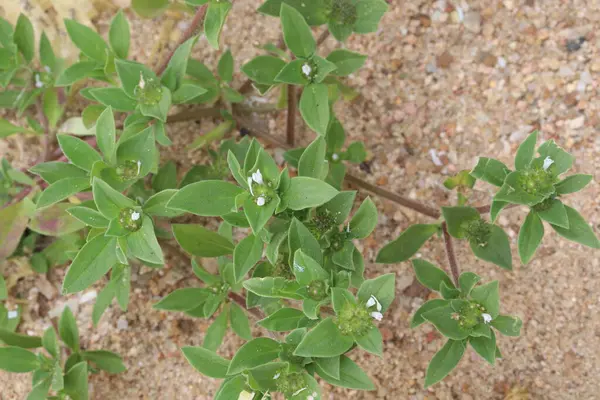 stock image Richardia scabra plant on nursery for sell are cash crops. can treat diabetes, anti-hemorrhoids, antiemetics, expectorants, eczema, burns, asthma, emetic, dermatitis. arthritis, menstrual control