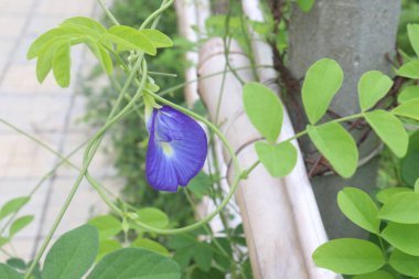 Asian pigeonwings flower plant on farm for sell are cash crops. The dried flowers are also used to make tea for sound sleep and relieve anxiety. treat depression, epilepsy, lower blood pressure clipart