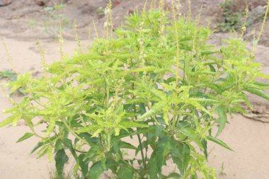 Yol kenarındaki Tulsi bitkisini yasaklayın. Uzun yarışlarda küçük, beyaz çiçekler taşıyın. Bu yabani bitkiler 50-60 cm boyunda, iyi dallanmış ve çalılık olurlar.