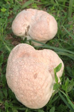 Calvatia cyathiformis plant on field. or purple spored puffball, is a large edible saprobic species of Calvatia. This terrestrial puffball has purplish or purple-brown spores clipart