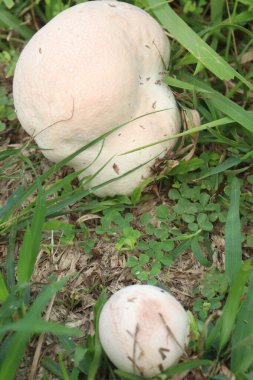 Calvatia cyathiformis plant on field. or purple spored puffball, is a large edible saprobic species of Calvatia. This terrestrial puffball has purplish or purple-brown spores clipart